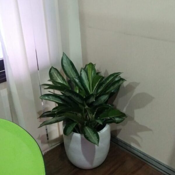 Aglonema Silver