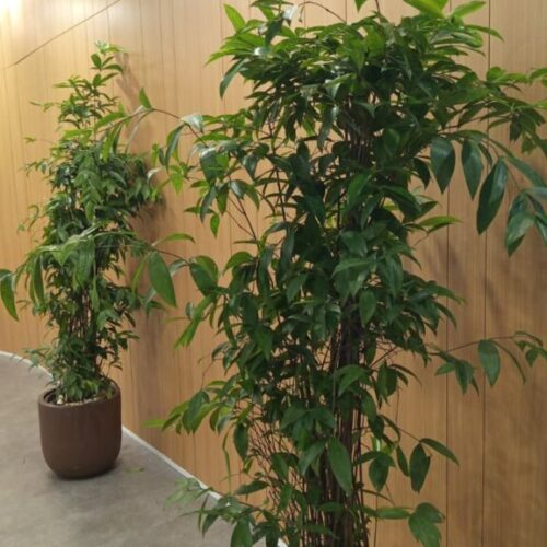 Bambu Jepang