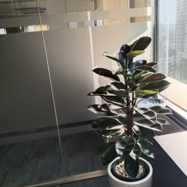 Ficus Karet Kebo