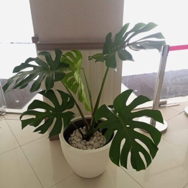 Monstera