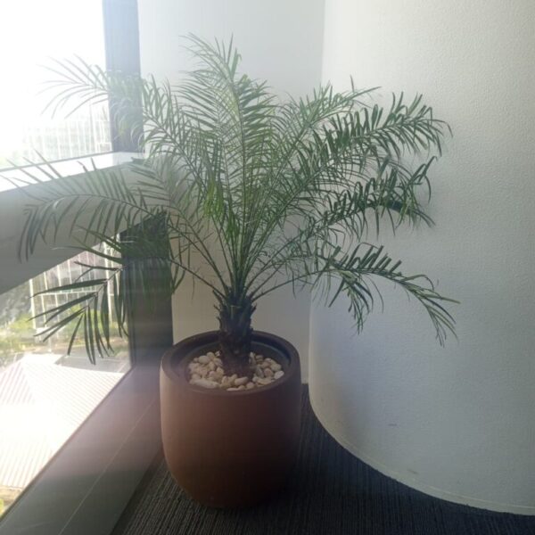 Palm Phoenix