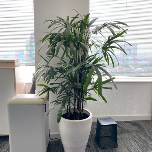 Palm Waregu