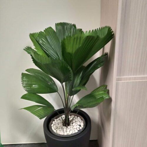 Palm Kol