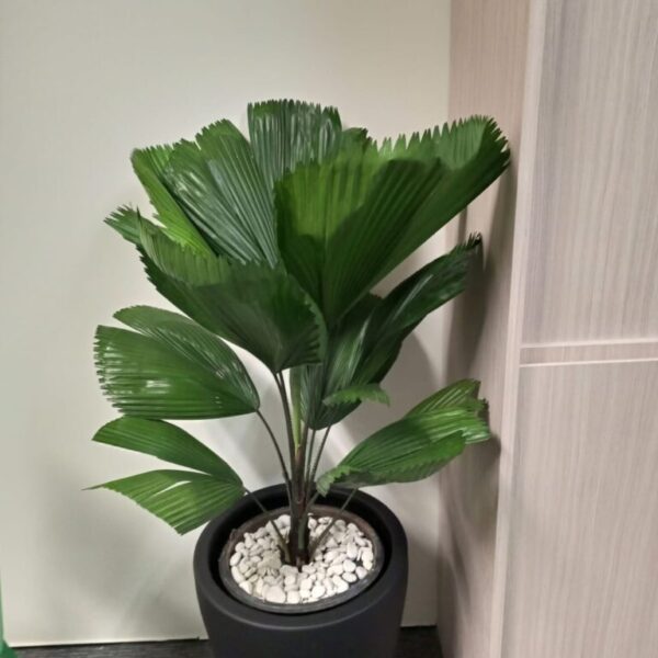 Palm Kol
