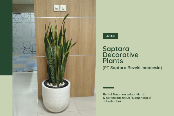 Rental Tanaman Indoor Murah & Berkualitas untuk Ruang Kerja di Jabodetabek