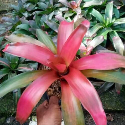 Tanaman Kecil
