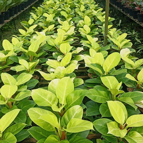 Tanaman Kecil