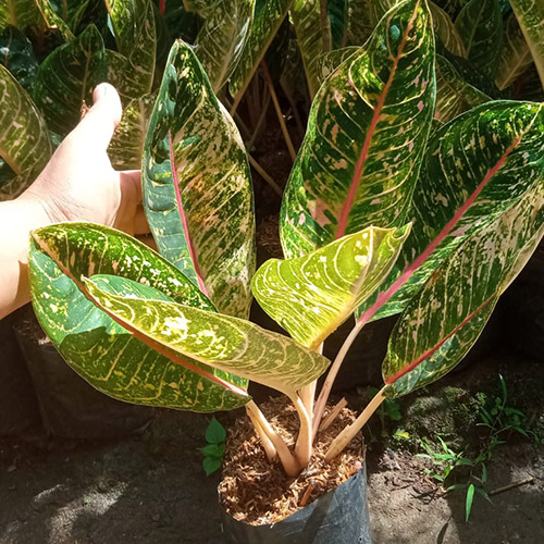 Tanaman Kecil