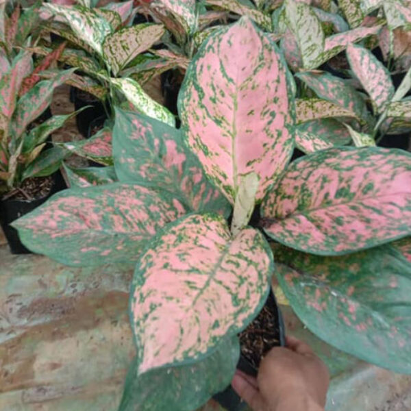 Tanaman Kecil
