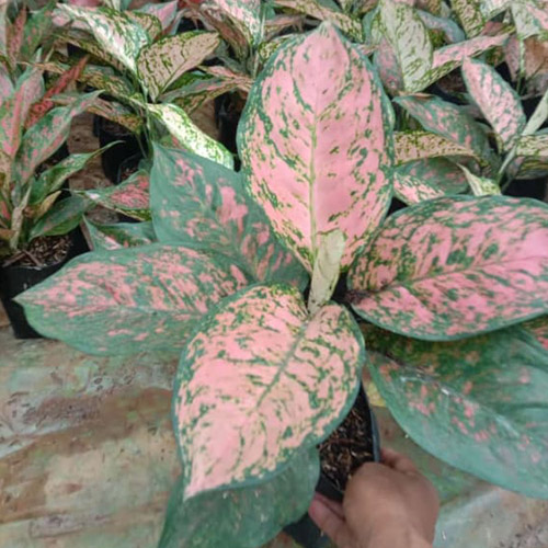 Tanaman Kecil