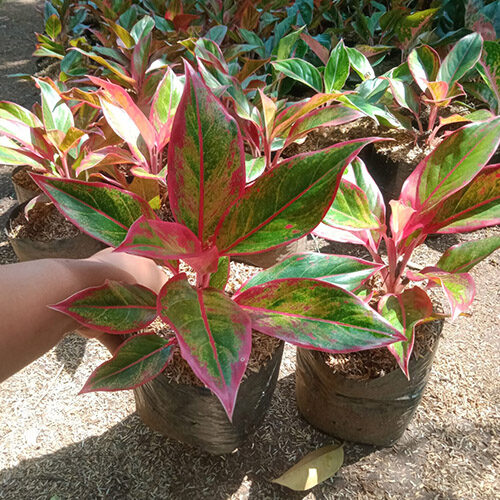 Tanaman Kecil