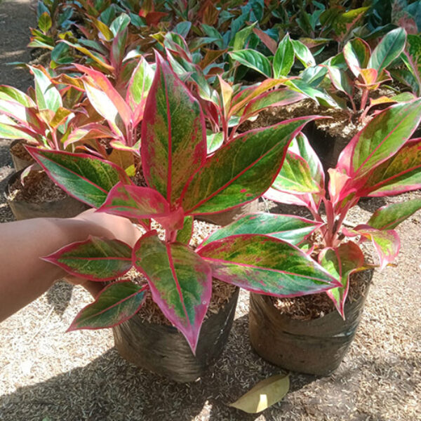 Tanaman Kecil