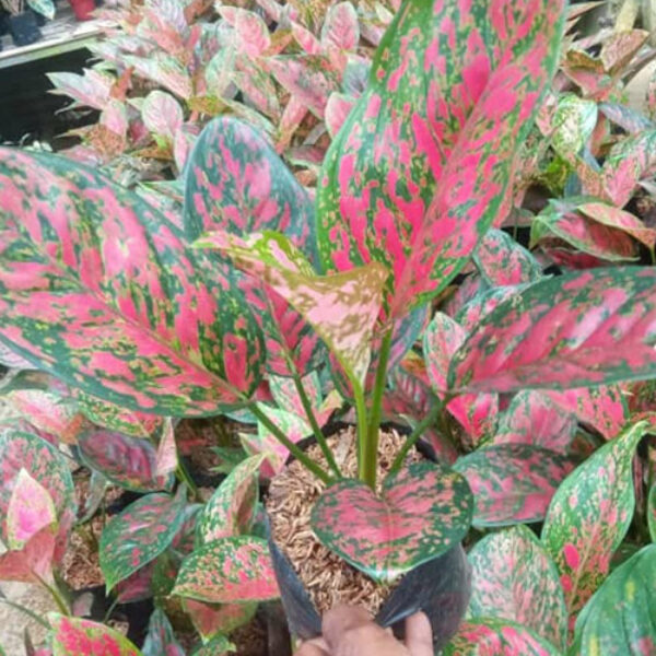 Tanaman Kecil
