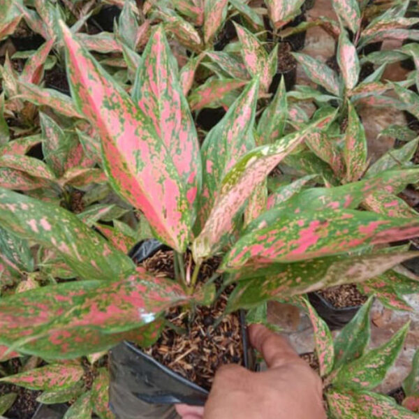 Tanaman Kecil